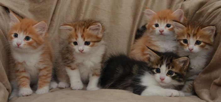 sibirisk kattungar Gg-kull